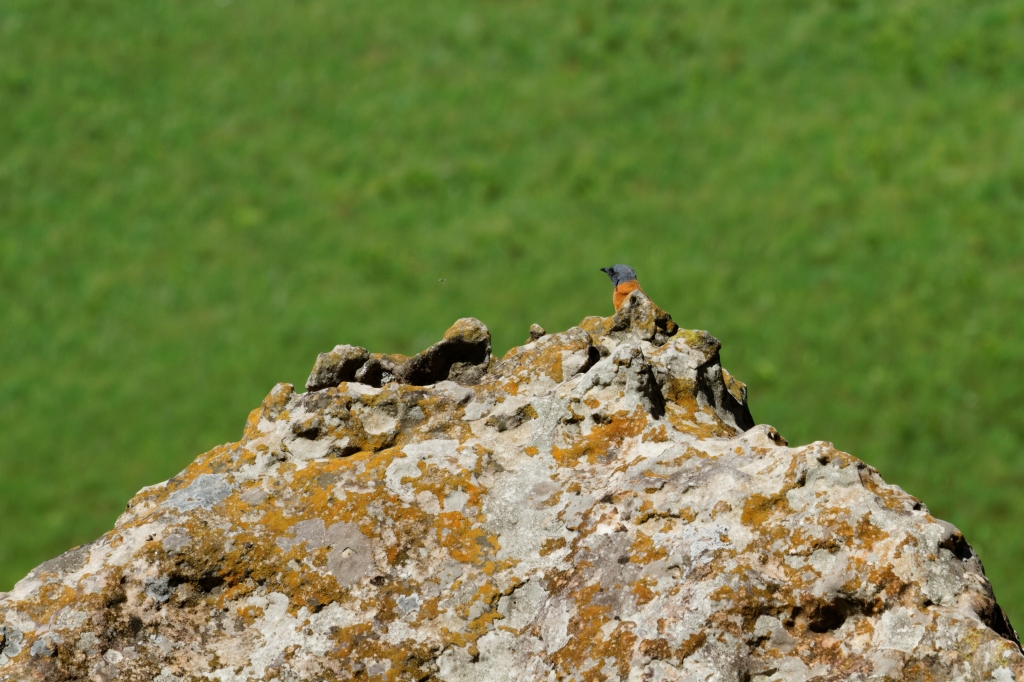 07 - Drankensberg NP (8)-Monticole Rocar.jpg